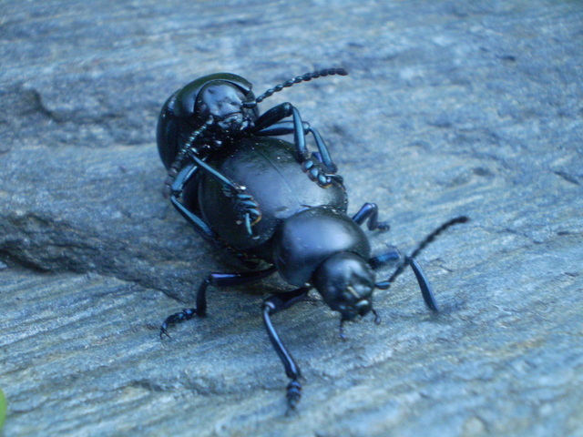 Accoppiamento di Timarcha pimelioides